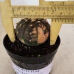 ASTROPHYTUM ASTERIAS “Purple - VARIEGATA”  Nº 961 – vaso 09