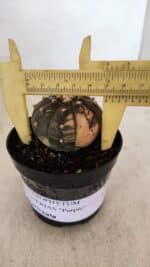 ASTROPHYTUM ASTERIAS “Purple - VARIEGATA”  Nº 961 – vaso 09