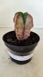 ASTROPHYTUM MYRIOSTIGMA "Variegata - 4 Quinas"  Nº 1023 – vaso 11 - Imagem 2