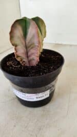 ASTROPHYTUM MYRIOSTIGMA "Variegata - 4 Quinas"  Nº 1023 – vaso 11 - Imagem 9