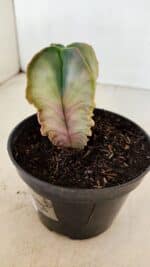 ASTROPHYTUM MYRIOSTIGMA "Variegata - 4 Quinas"  Nº 1023 – vaso 11 - Imagem 6