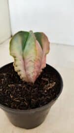 ASTROPHYTUM MYRIOSTIGMA "Variegata - 4 Quinas"  Nº 1023 – vaso 11 - Imagem 8