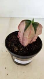 ASTROPHYTUM MYRIOSTIGMA "Variegata - 4 Quinas"  Nº 1023 – vaso 11 - Imagem 7