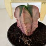 ASTROPHYTUM MYRIOSTIGMA "Variegata - 4 Quinas"  Nº 1023 – vaso 11