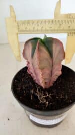 ASTROPHYTUM MYRIOSTIGMA "Variegata - 4 Quinas"  Nº 1023 – vaso 11