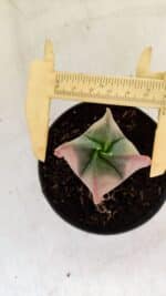 ASTROPHYTUM MYRIOSTIGMA "Variegata - 4 Quinas"  Nº 1023 – vaso 11 - Imagem 5