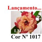 ENXERTO COR LM 1017