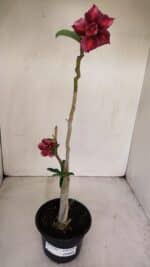 Planta Dobrada 2580 – 30cm – 02 anos - Imagem 2
