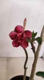 Planta Dobrada 2580 – 30cm – 02 anos - Imagem 4