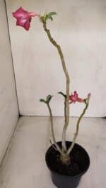 Planta Dobrada 2580 – 30cm – 02 anos - Imagem 5