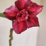 Planta Dobrada 2580 – 30cm – 02 anos