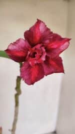 Planta Dobrada 2580 – 30cm – 02 anos