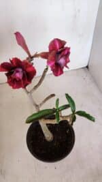 Planta Dobrada 3214 – 30cm – 02 anos - Imagem 2