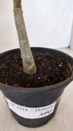 Planta Dobrada 3214 – 30cm – 02 anos - Imagem 5