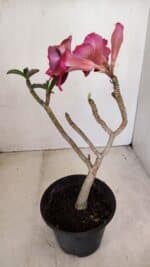 Planta Dobrada 3214 – 30cm – 02 anos - Imagem 4