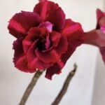 Planta Dobrada 3214 – 30cm – 02 anos