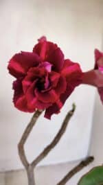 Planta Dobrada 3214 – 30cm – 02 anos