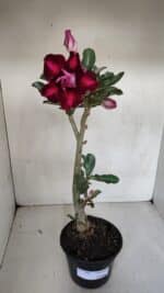 Planta Dobrada 3280 – 35cm – 03 anos - Imagem 2