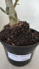 Planta Dobrada 3280 – 35cm – 03 anos - Imagem 7