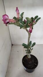 Planta Dobrada 3280 – 35cm – 03 anos - Imagem 6