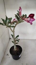 Planta Dobrada 3280 – 35cm – 03 anos - Imagem 5