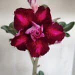 Planta Dobrada 3280 – 35cm – 03 anos