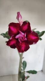 Planta Dobrada 3280 – 35cm – 03 anos