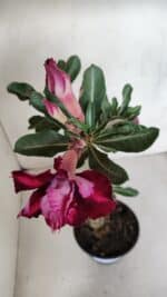 Planta Dobrada 3280 – 35cm – 03 anos - Imagem 4