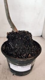 Planta Dobrada 3293 – 35cm – 03 anos - Imagem 7