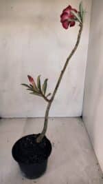 Planta Dobrada 3293 – 35cm – 03 anos - Imagem 5