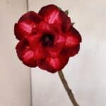 Planta Dobrada 3293 – 35cm – 03 anos