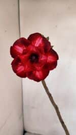 Planta Dobrada 3293 – 35cm – 03 anos