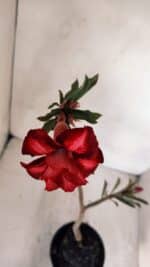 Planta Dobrada 3293 – 35cm – 03 anos - Imagem 4