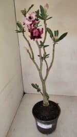 Planta Dobrada 3294 – 35cm – 03 anos - Imagem 2