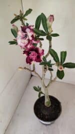 Planta Dobrada 3294 – 35cm – 03 anos - Imagem 4