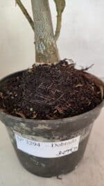 Planta Dobrada 3294 – 35cm – 03 anos - Imagem 11