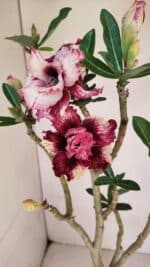 Planta Dobrada 3294 – 35cm – 03 anos - Imagem 6