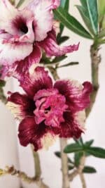 Planta Dobrada 3294 – 35cm – 03 anos - Imagem 3