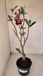 Planta Dobrada 3294 – 35cm – 03 anos - Imagem 10