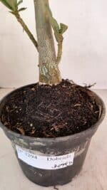 Planta Dobrada 3294 – 35cm – 03 anos - Imagem 9