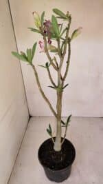 Planta Dobrada 3294 – 35cm – 03 anos - Imagem 8