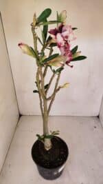 Planta Dobrada 3294 – 35cm – 03 anos - Imagem 7