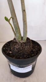 Planta Dobrada 3295 – 35cm – 03 anos - Imagem 7