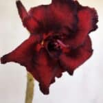 Planta Dobrada 3295 – 35cm – 03 anos