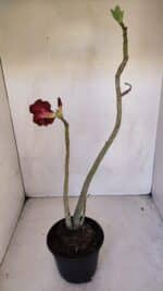 Planta Dobrada 3295 – 35cm – 03 anos - Imagem 5