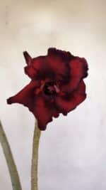 Planta Dobrada 3295 – 35cm – 03 anos - Imagem 4