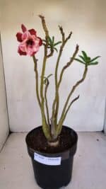 Planta Dobrada 3296 – 40cm – 03 anos - Imagem 2