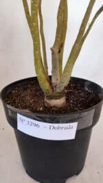 Planta Dobrada 3296 – 40cm – 03 anos - Imagem 7