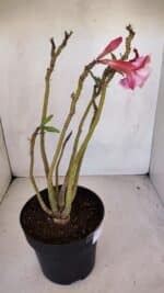 Planta Dobrada 3296 – 40cm – 03 anos - Imagem 6