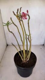 Planta Dobrada 3296 – 40cm – 03 anos - Imagem 5